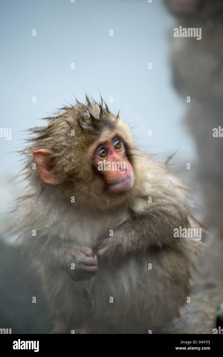 Un Bebe Singe De Neige Humide Avec Des Cheveux En Desordre A La Recherche Au Loin Dans La Distance Photo Stock Alamy