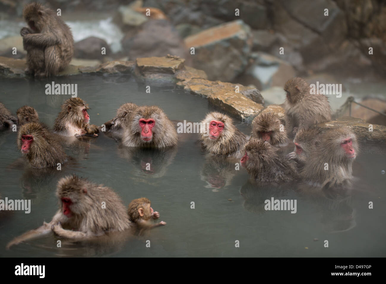 L'heure du bain dans l'Onsen pour un groupe de singes neige japonaise. Banque D'Images