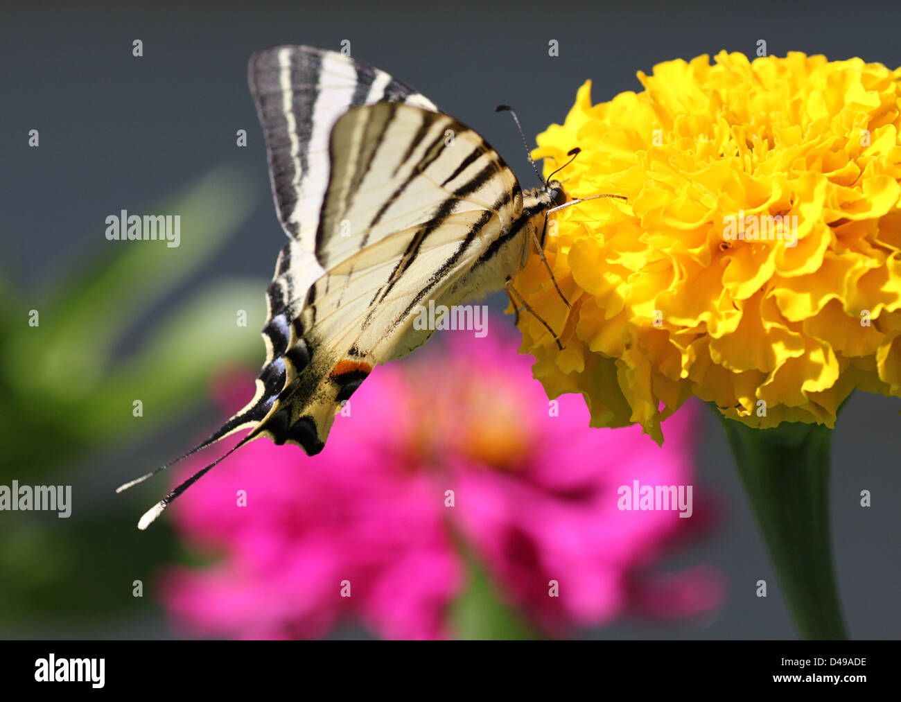 Papillon machaon rare assis sur fleurs de souci Banque D'Images