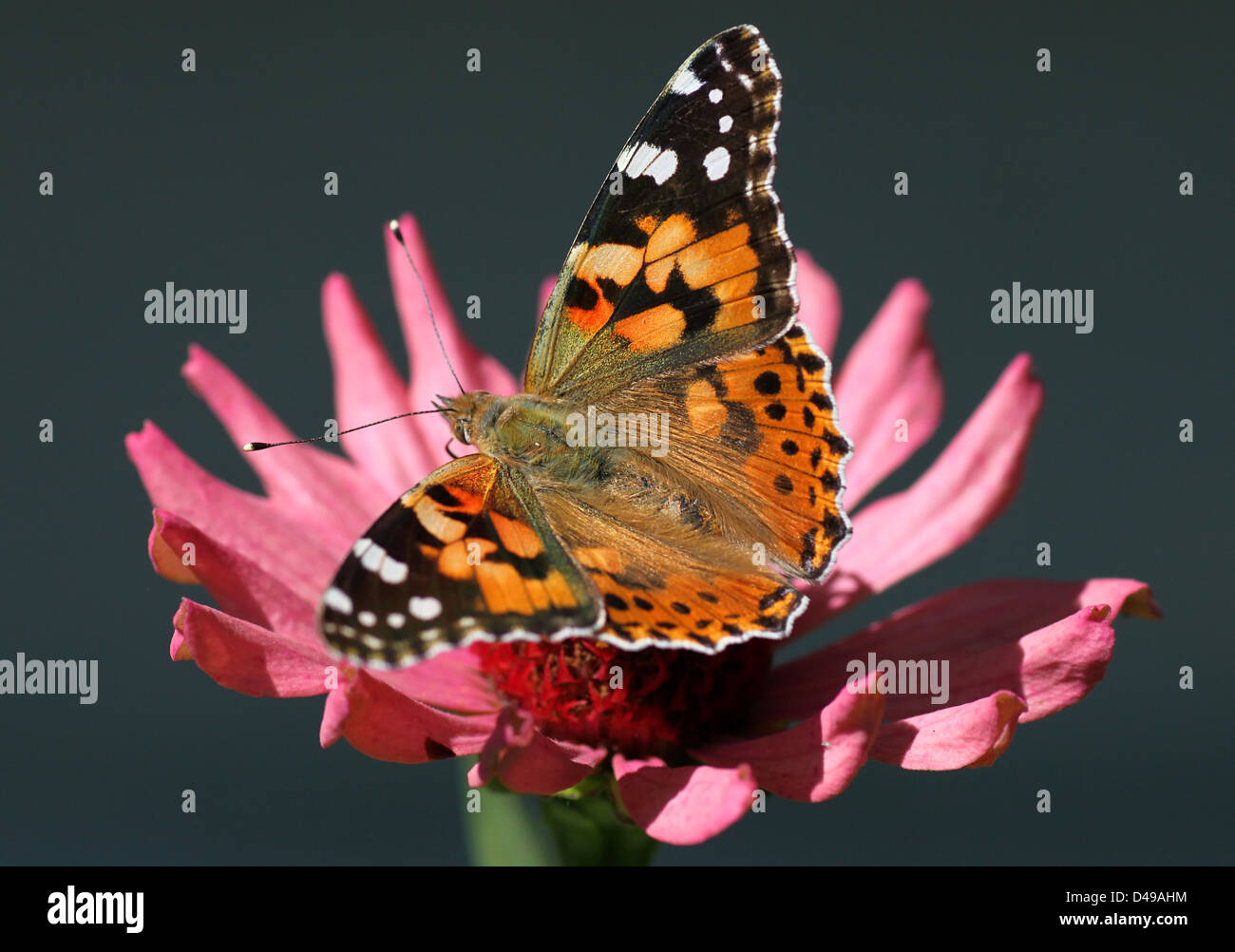 Papillon belle dame assise sur la fleur (zinnia) Banque D'Images