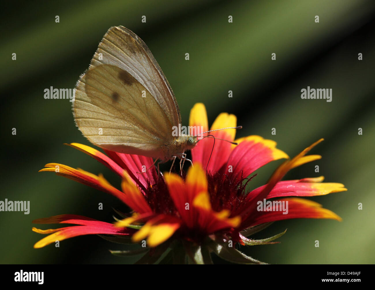 Chou blanc butterfly sitting sur l'échinacée Banque D'Images