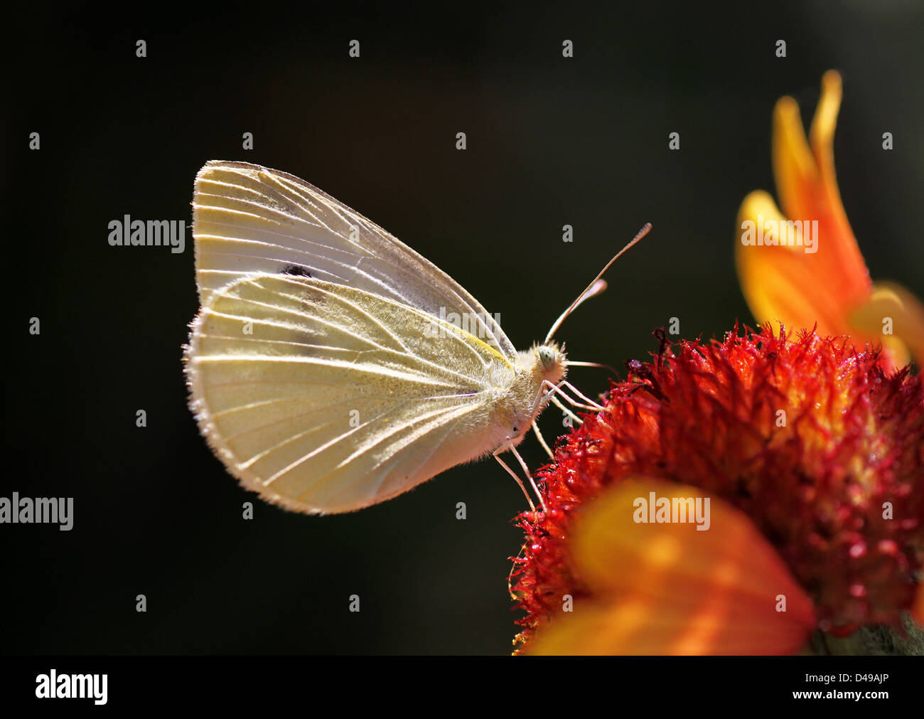 Close up de chou blanc butterfly on flower Banque D'Images