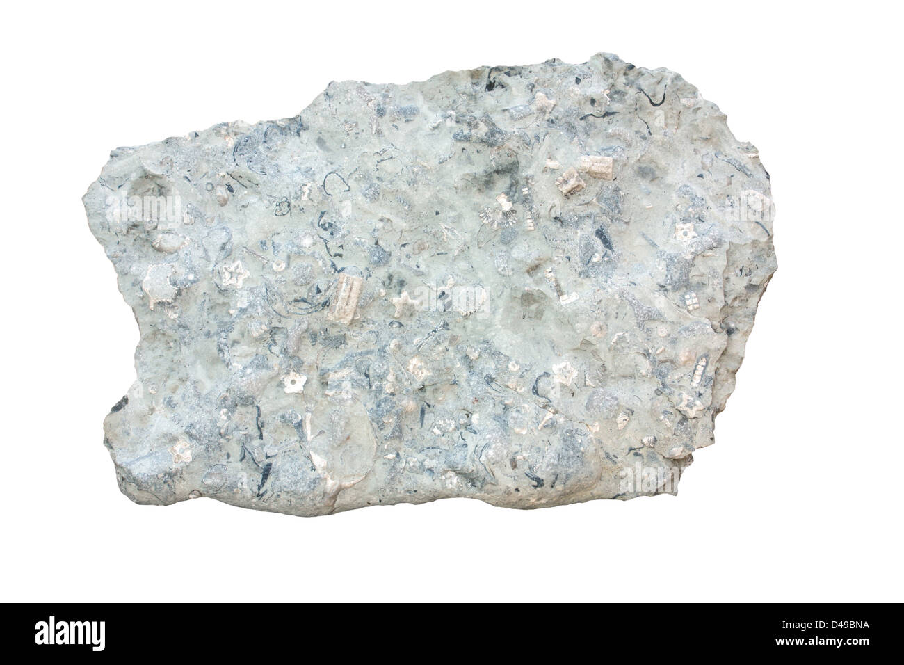 Calcaire fossilifère Banque D'Images