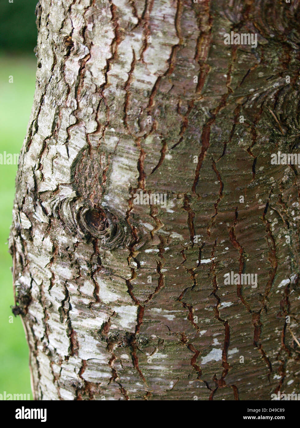 L'écorce d'arbre abattu Fermer Banque D'Images