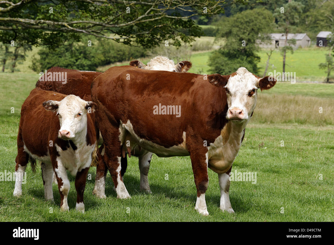 Les vaches Hereford avec veau, UK Banque D'Images