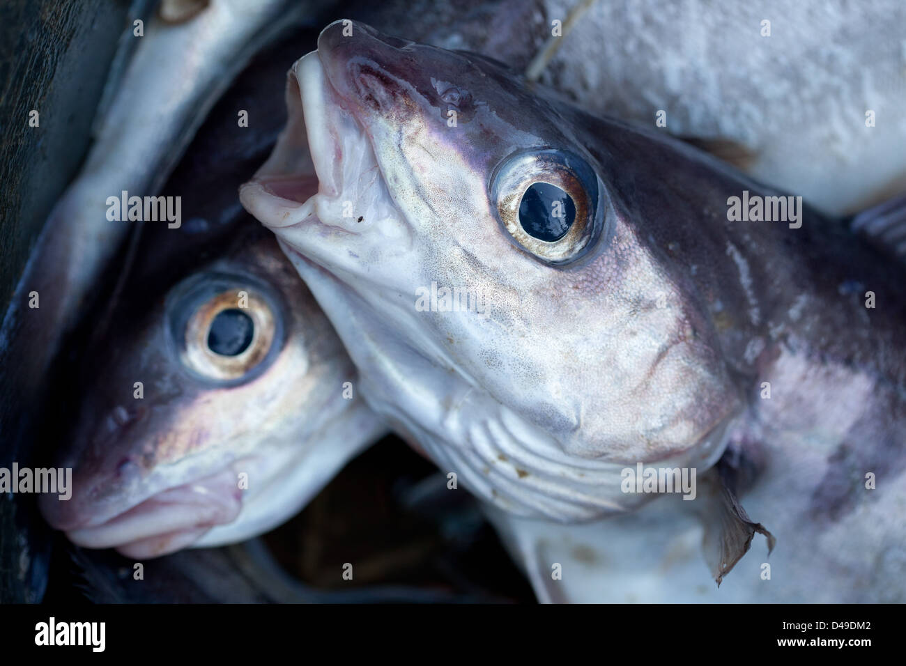L'aiglefin capturés dans la mer de Barents Banque D'Images