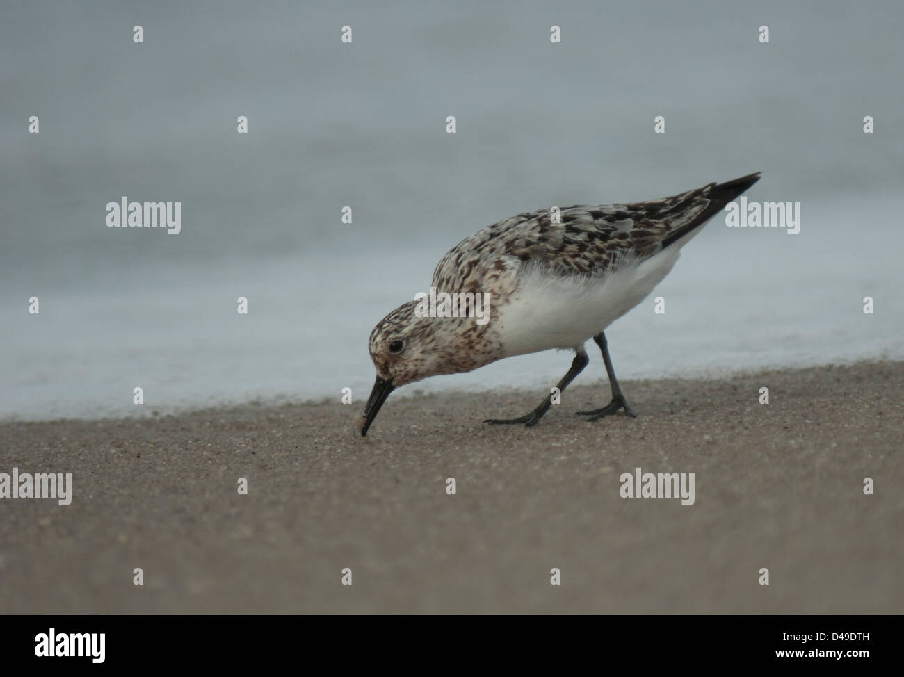 Bécasseau sanderling (Calidris alba) sur une plage de Cape May, New Jersey Banque D'Images