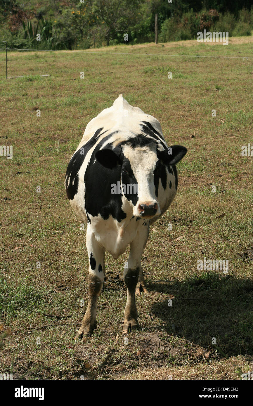 Une vache Holstein agriculteurs dans un pâturage à Cotacachi (Équateur) Banque D'Images