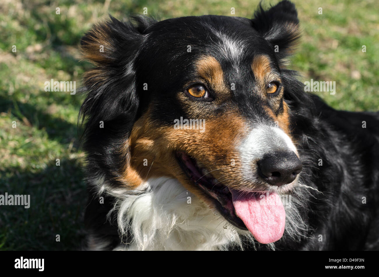 Gros plan de l'border collie sur la pelouse Banque D'Images