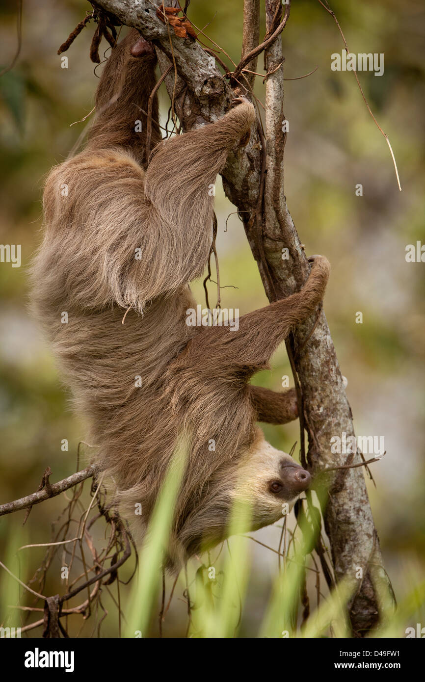 Deux-toed Sloth, Choloepus hoffmanni, dans un arbre à côté de Lago Bayano, République du Panama. Banque D'Images
