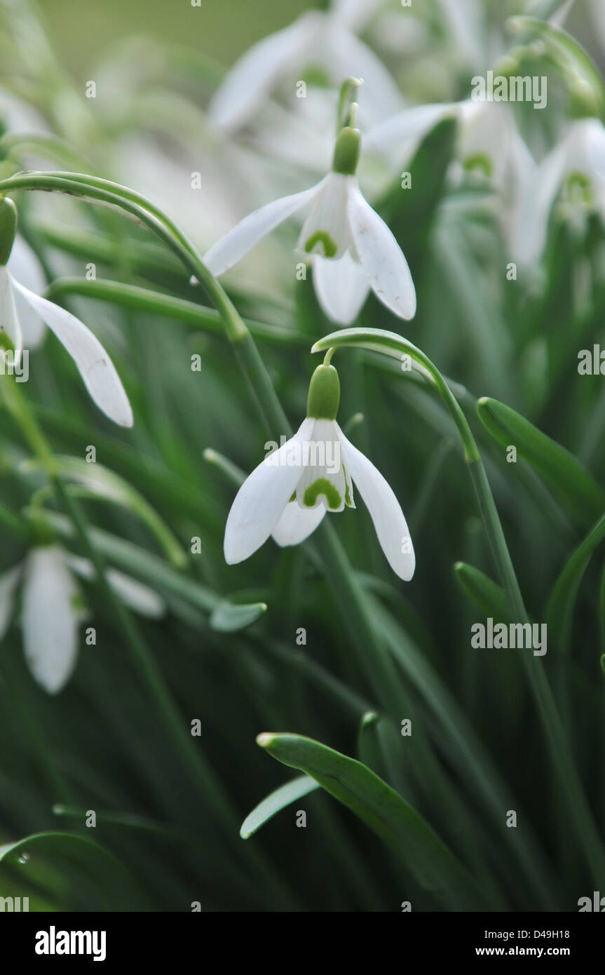 La neige tombe de plus en zone d'herbe Banque D'Images