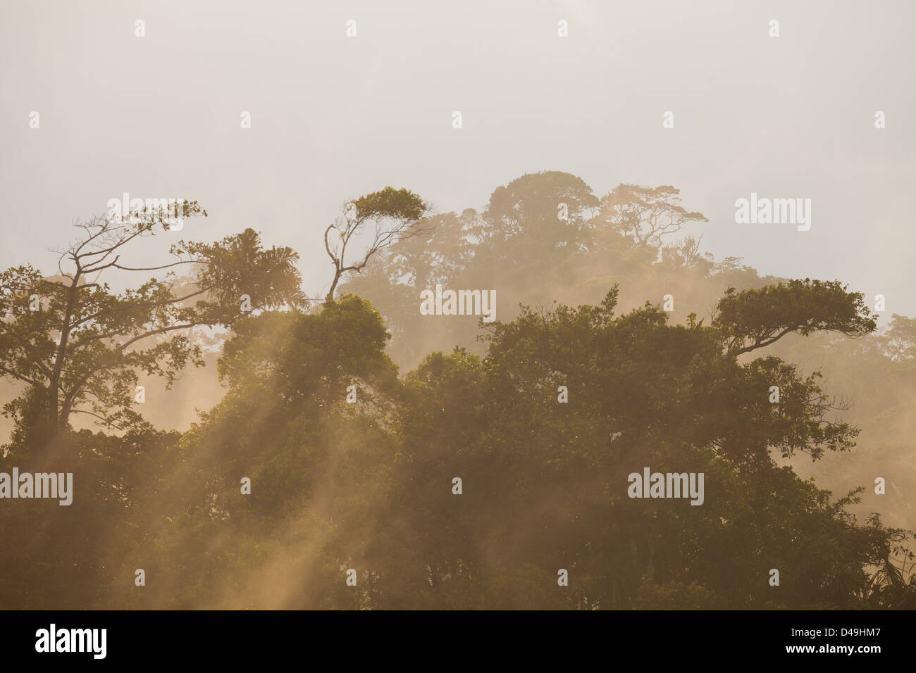 Dans la pluie Bruine premontane forêt tropicale humide dans la réserve naturelle de Burbayar, province de Panama, République du Panama. Banque D'Images