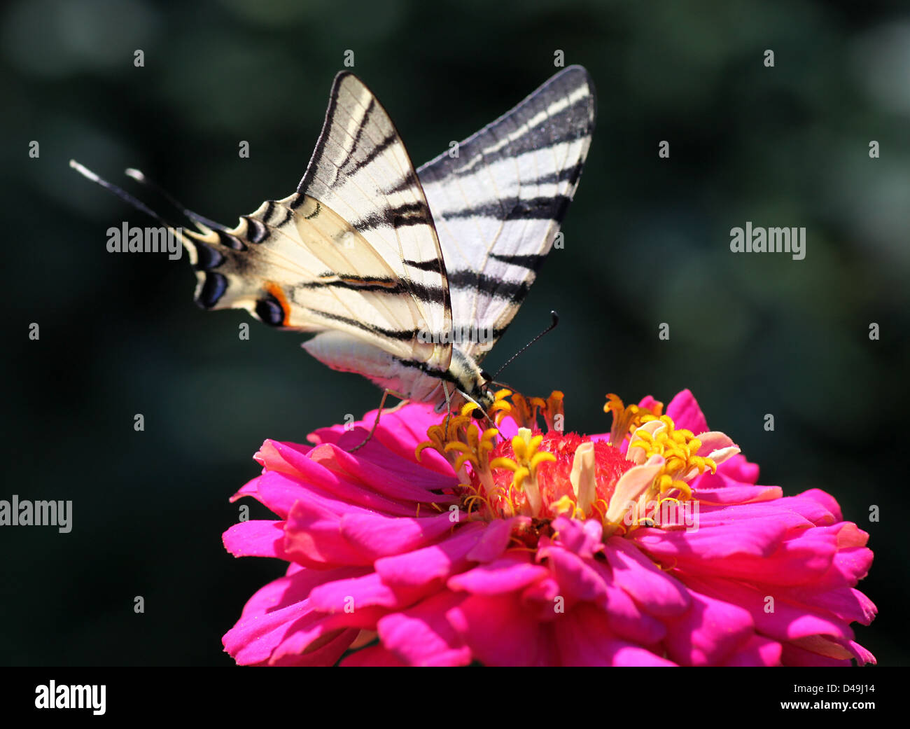 Close up of Rare Swallowtail butterfly on flower Banque D'Images