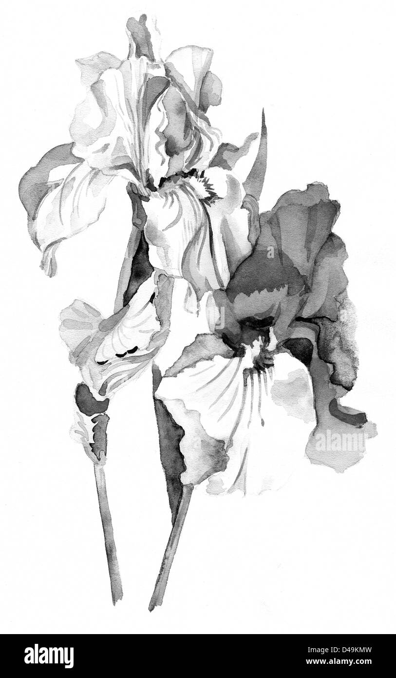 Iris noir et blanc Banque D'Images