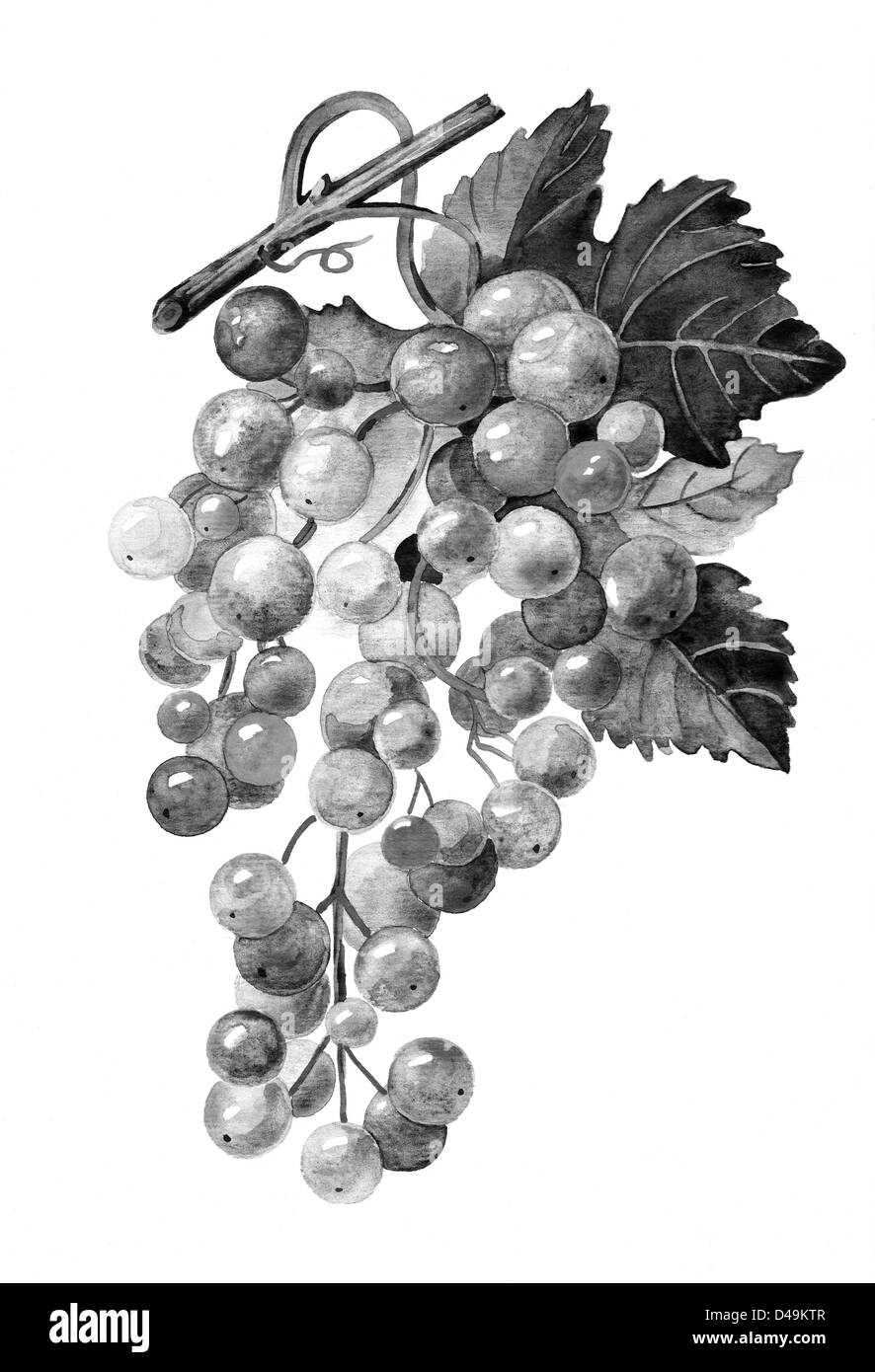 Grappe de raisin en noir et blanc Banque D'Images