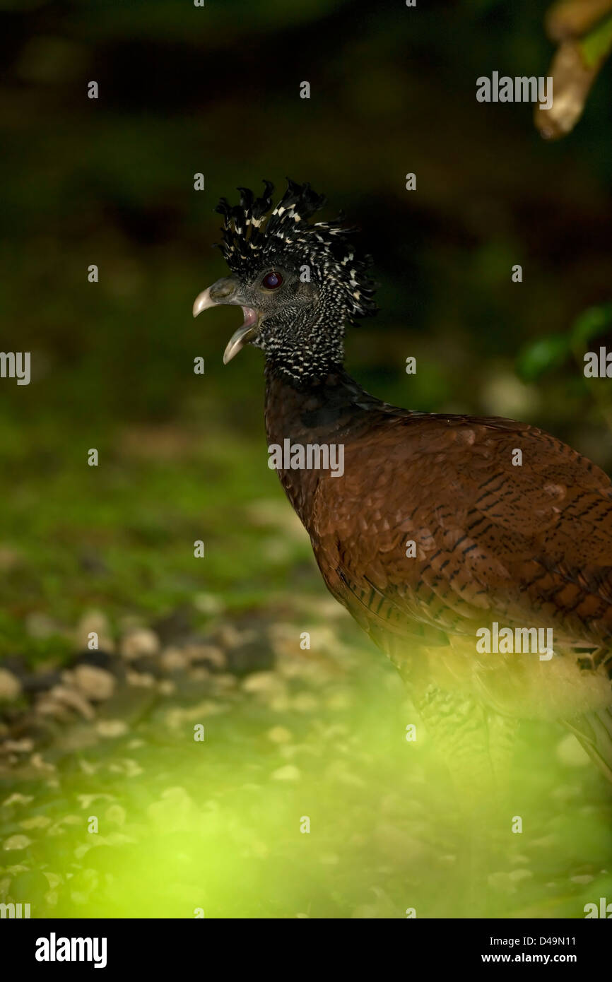 La grande Curassow (Crax rubra) (Espagnol : hocofaisán norteño, pavón) est un grand, le faisan-comme oiseau de la Région néotropicale, femme Banque D'Images