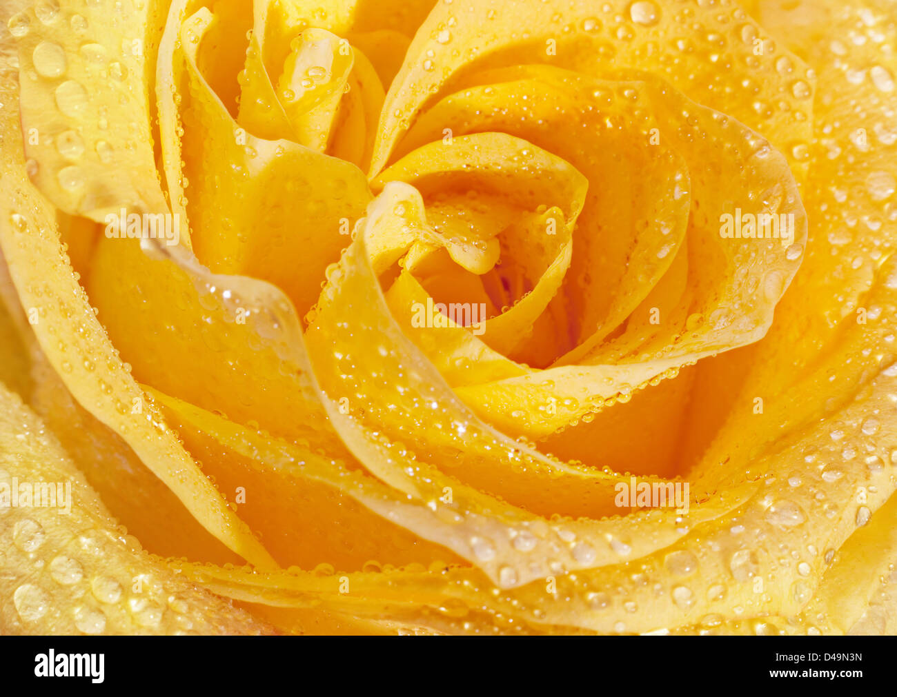 Rose jaune avec goutte d'eau libre de contexte Banque D'Images