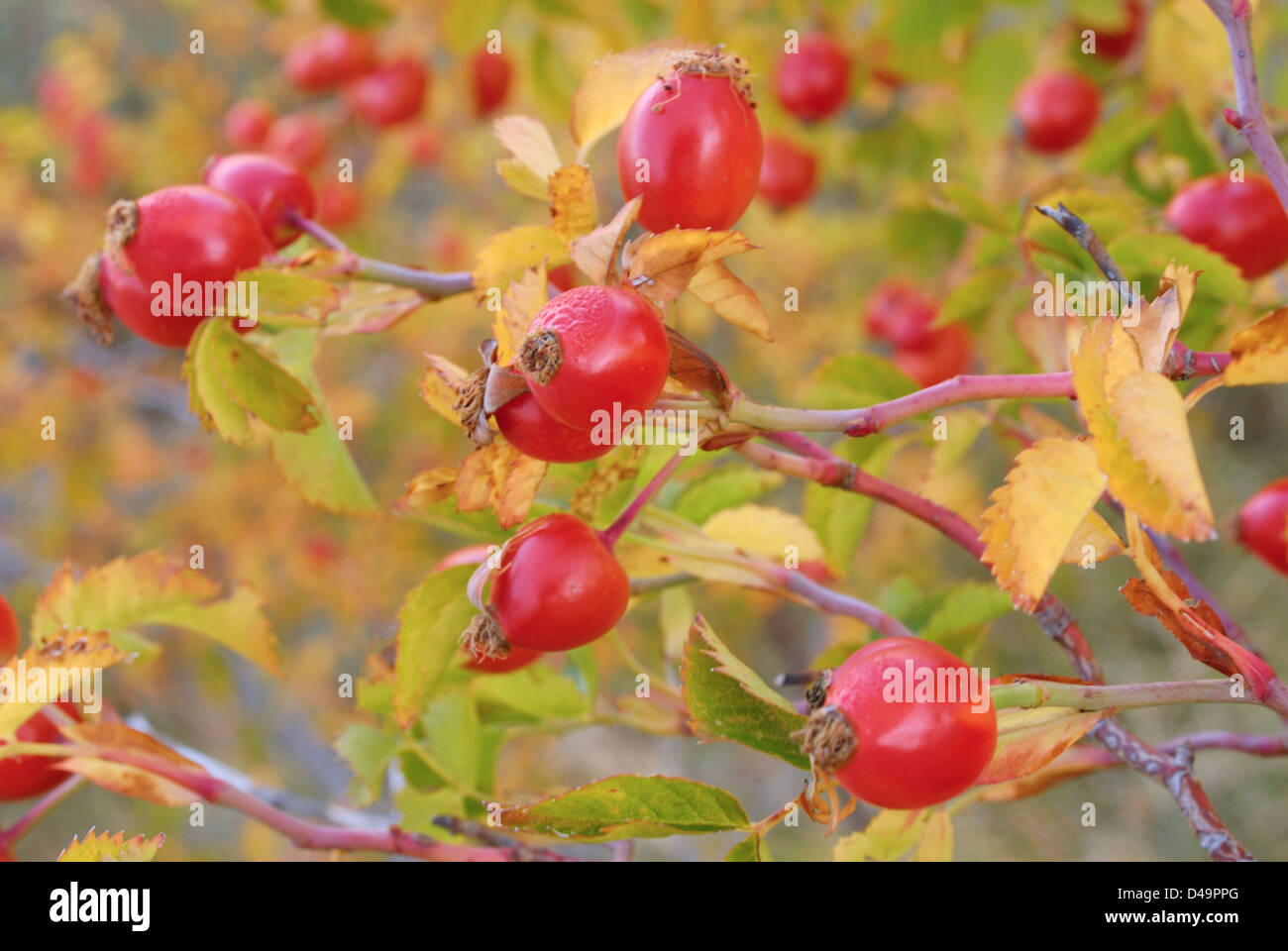 Dog rose rosa canina, Rosaceae, fruits, S. Stefano di Sessanio, L'Aquila, Abruzzo, Italie Banque D'Images