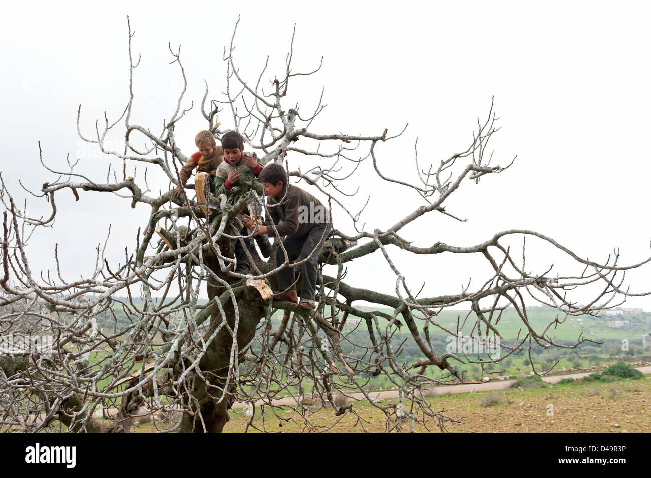 Les enfants réfugiés scier des branches d'arbre, Hama, en Syrie Banque D'Images