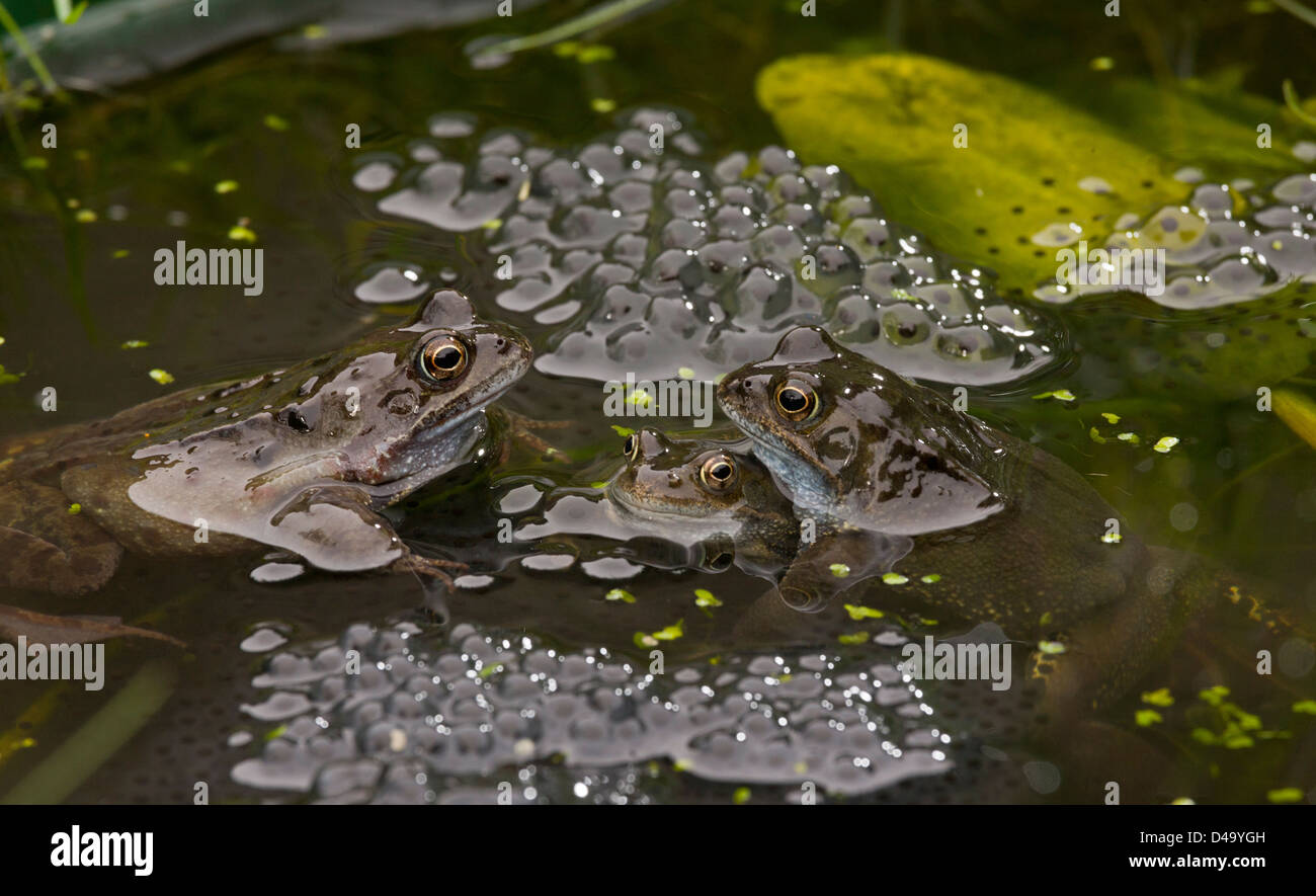 Européen brown frog (Rana temporaria) à l'étang de reproduction dans la saison de reproduction ; étang de jardin, Dorset, England UK Banque D'Images