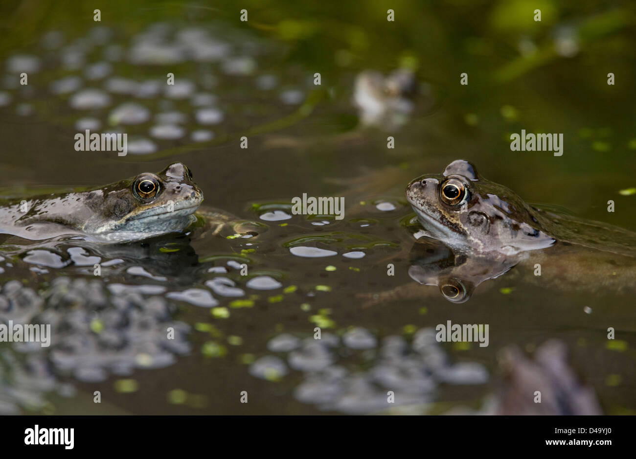 Les grenouilles, les grenouilles brunes commun européen, Rana temporaria, à l'étang d'élevage dans la saison de reproduction ; étang de jardin, Dorset. Banque D'Images