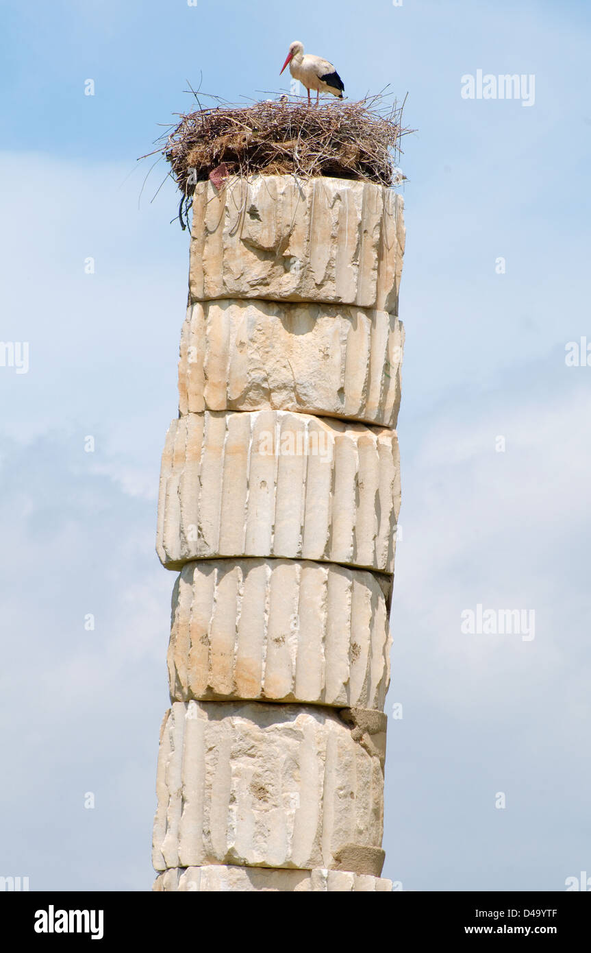 Nid d'une cigogne sur le dessus d'une colonne de temple d'Artémis, ville antique d'Éphèse, la FEAS, la Turquie, l'Asie occidentale Banque D'Images