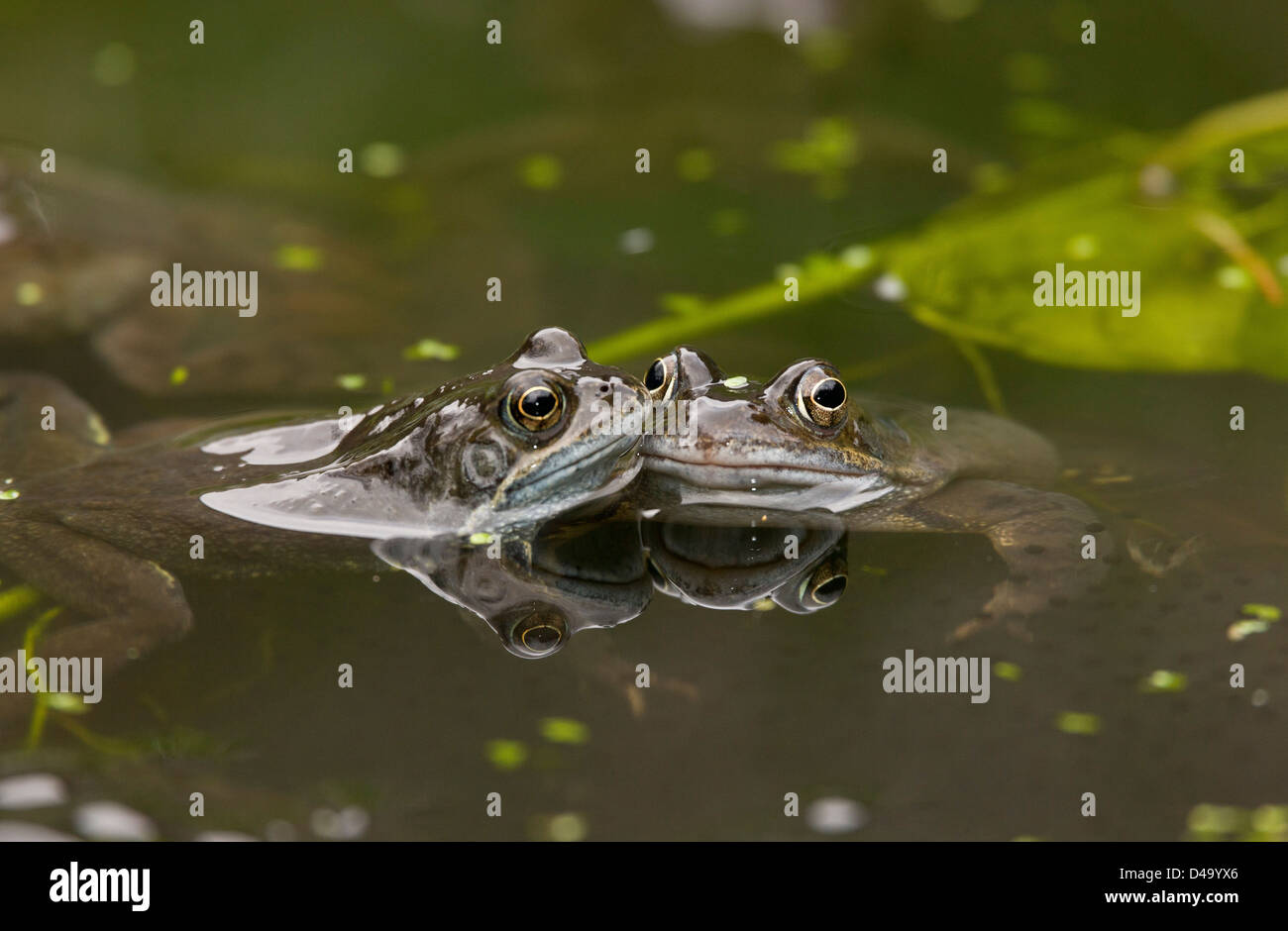 Les grenouilles, les grenouilles brunes commun européen, Rana temporaria, à l'étang d'élevage dans la saison de reproduction ; étang de jardin, Dorset. Banque D'Images