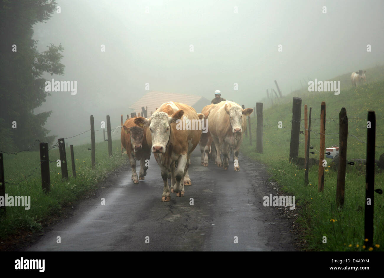 Vaches alpines dans la brume Banque D'Images