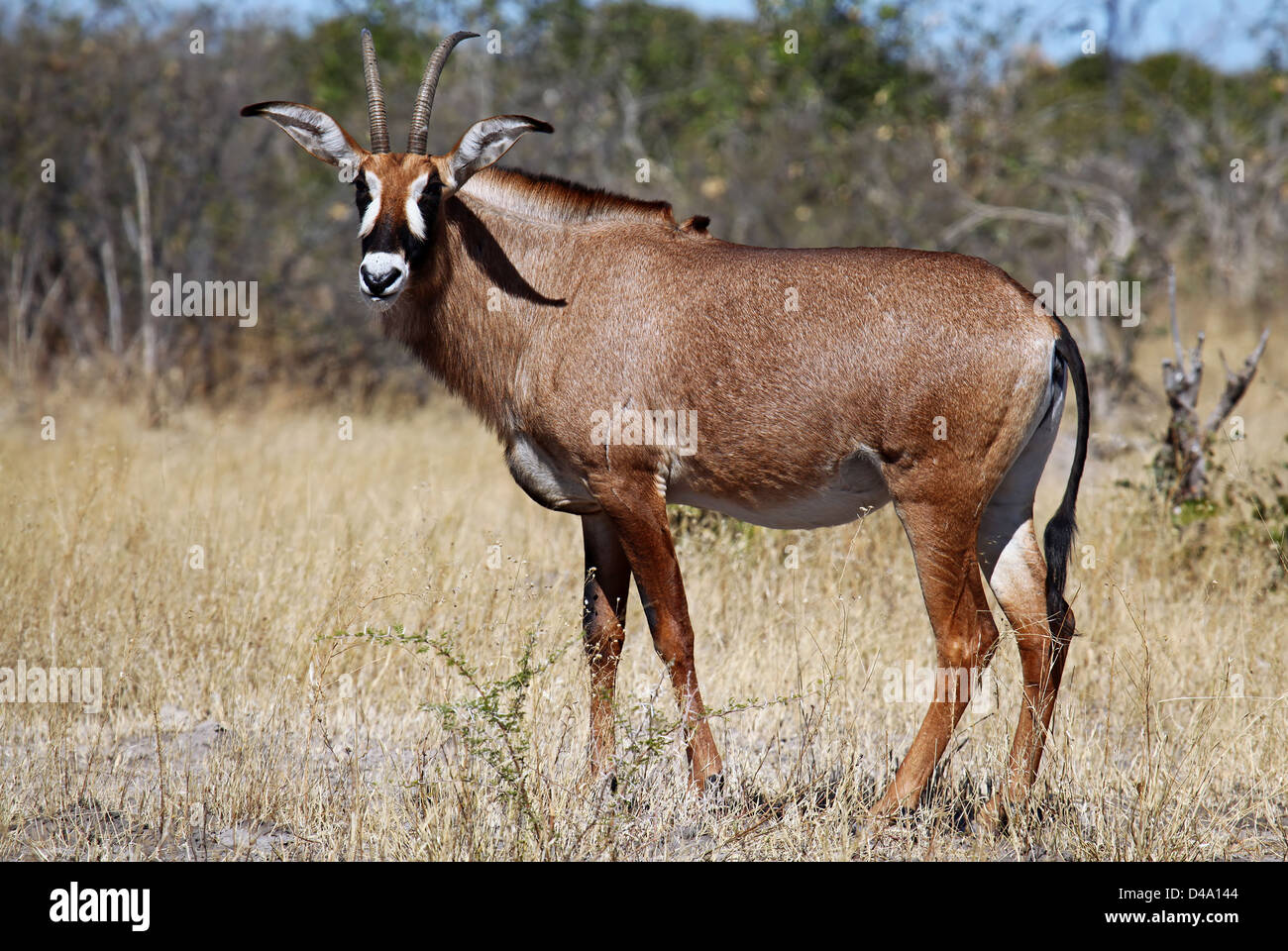 L'antilope rouanne, Parc National de Chobe, Botsuana, Hippotragus equinus Banque D'Images