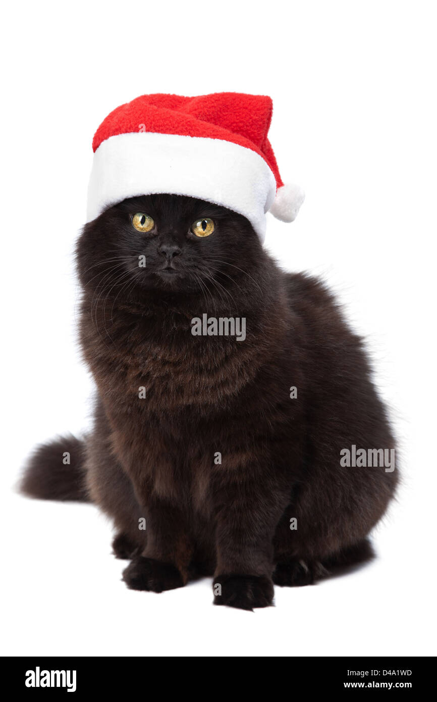 Chat de noel Banque de photographies et d'images à haute résolution - Alamy