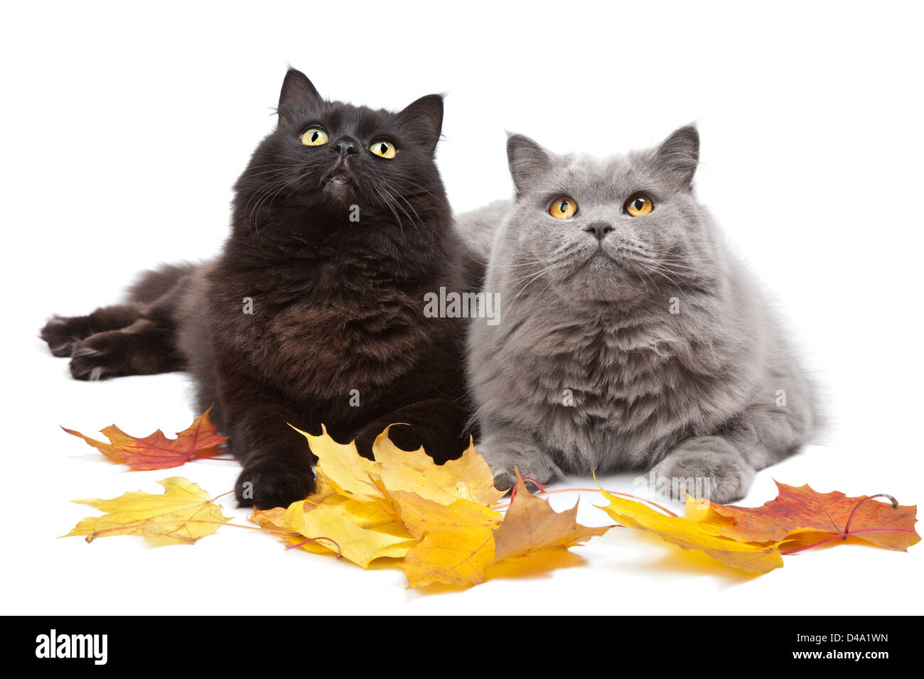 Les chats et l'automne feuilles isolées Banque D'Images