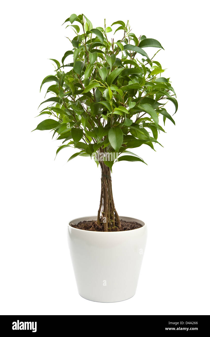 Ficus isolé Banque D'Images