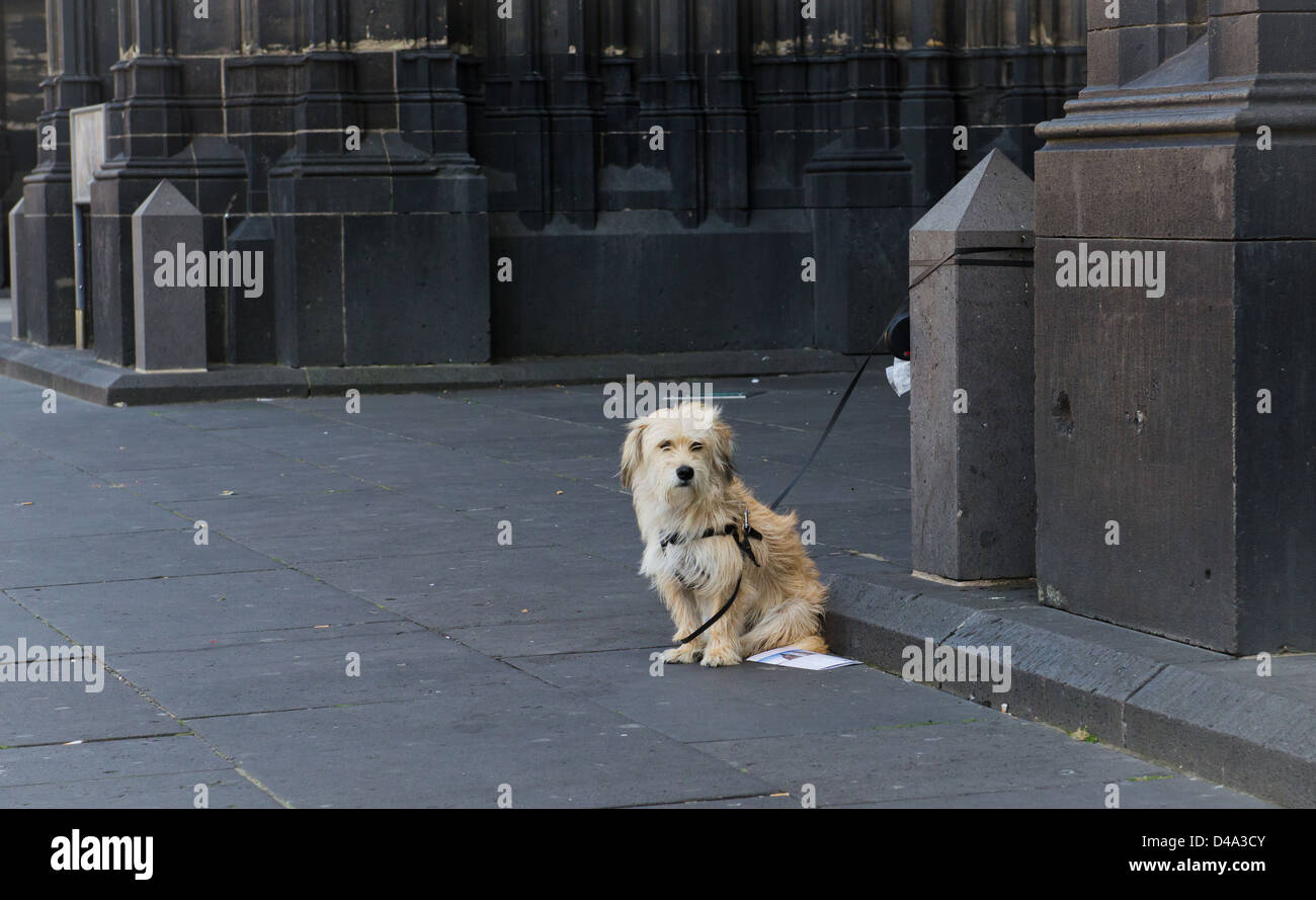 Petit chien attendant à l'extérieur de la cathédrale de Cologne Banque D'Images