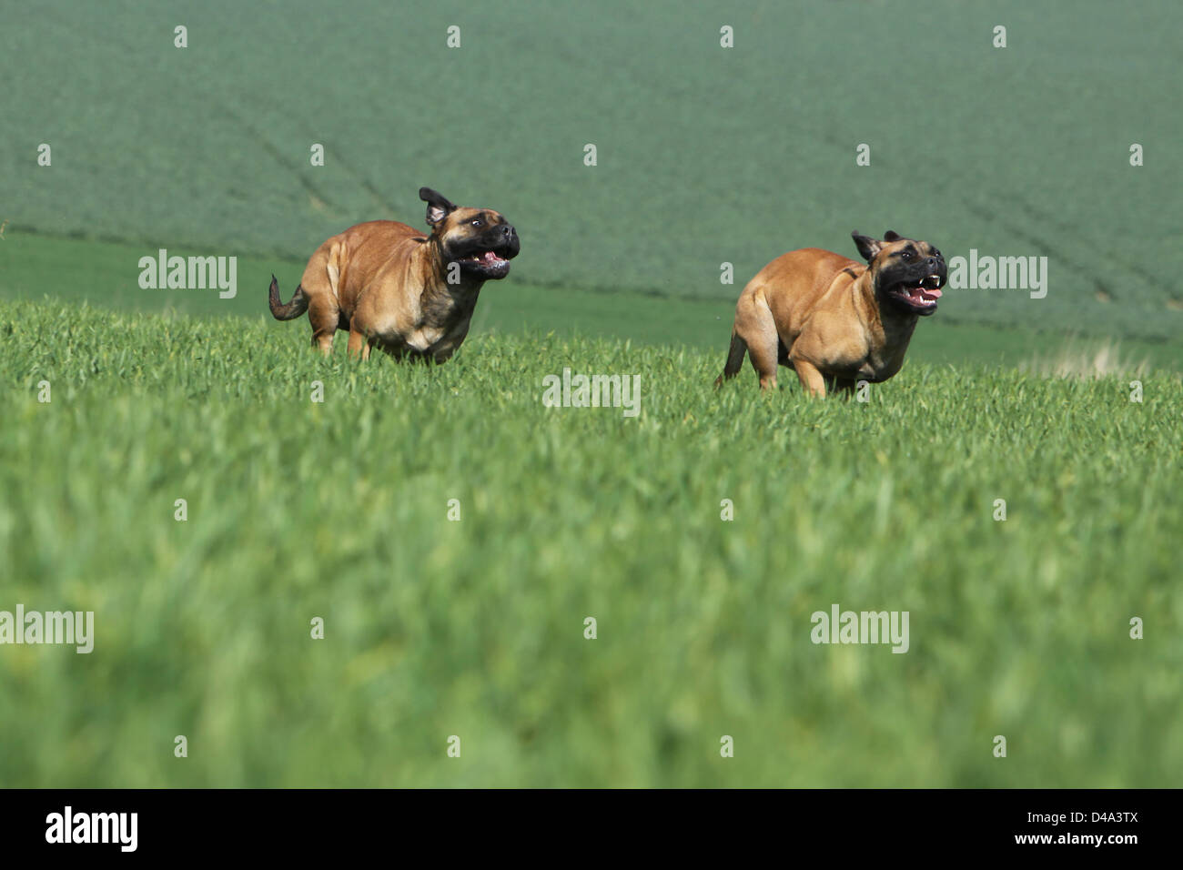 Chien Bullmastiff / deux adultes s'exécutant dans un champ Banque D'Images