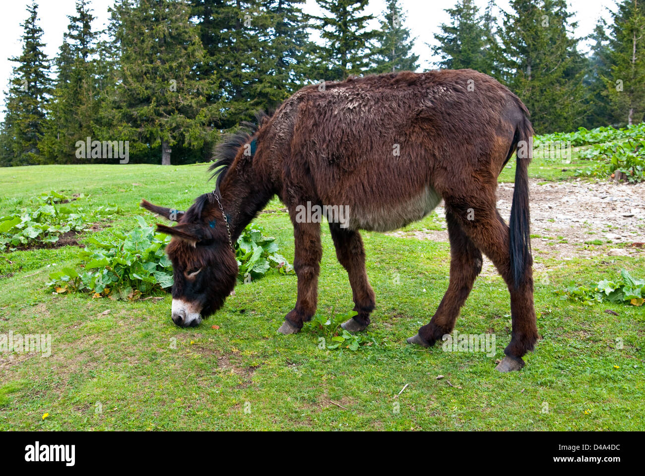 Piatra Mare, Brasov, Roumanie : âne broutant dans un pré, dans les montagnes Banque D'Images