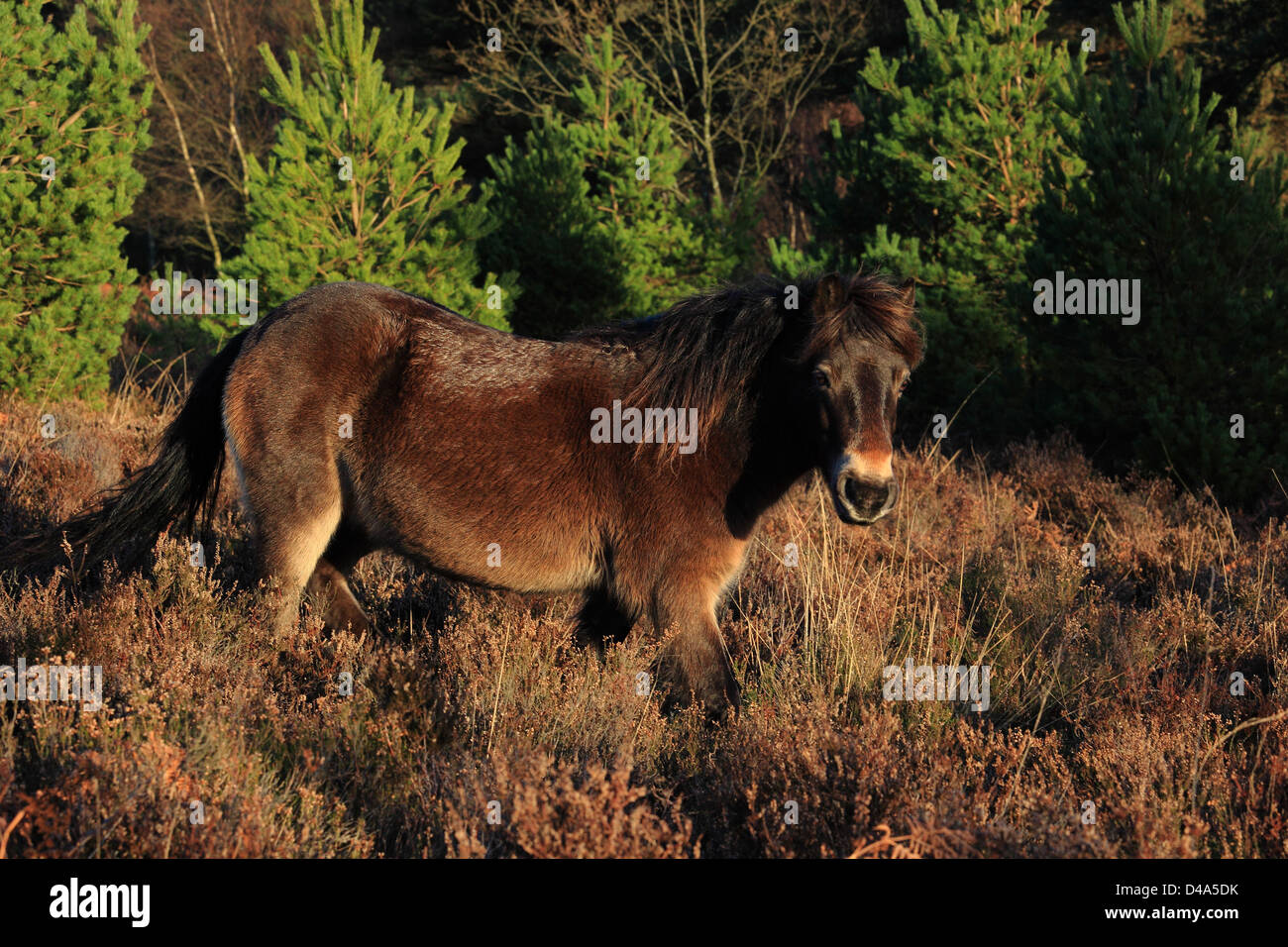 Pony sur Hindhead, commune collines du Surrey, Angleterre Banque D'Images