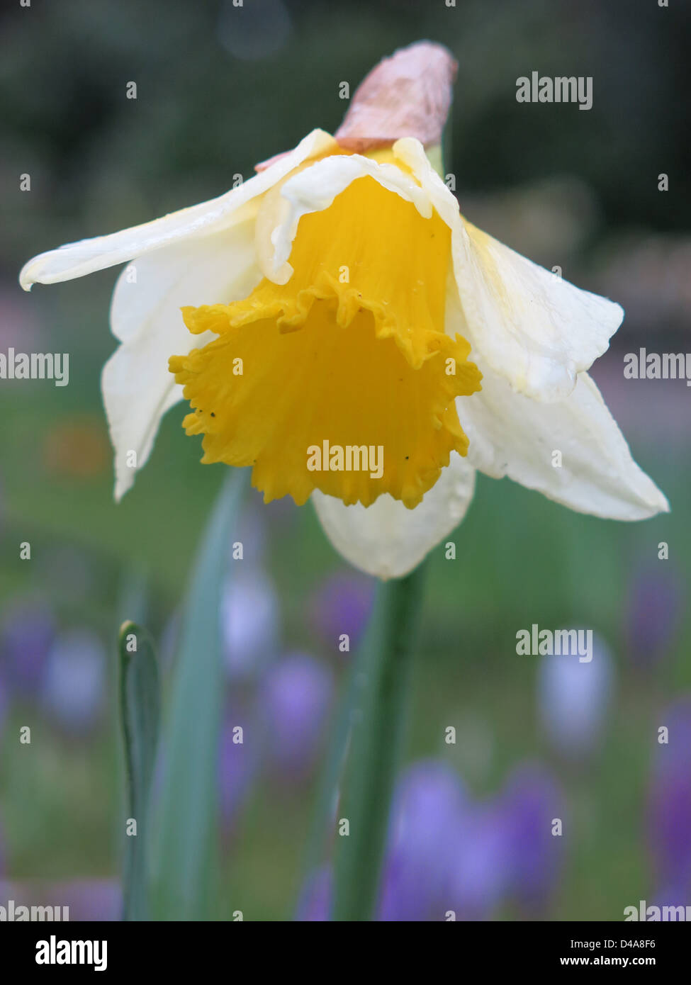 Les premiers signes du printemps - une jonquille dans Jardins Forbury, Reading, Berkshire. Banque D'Images