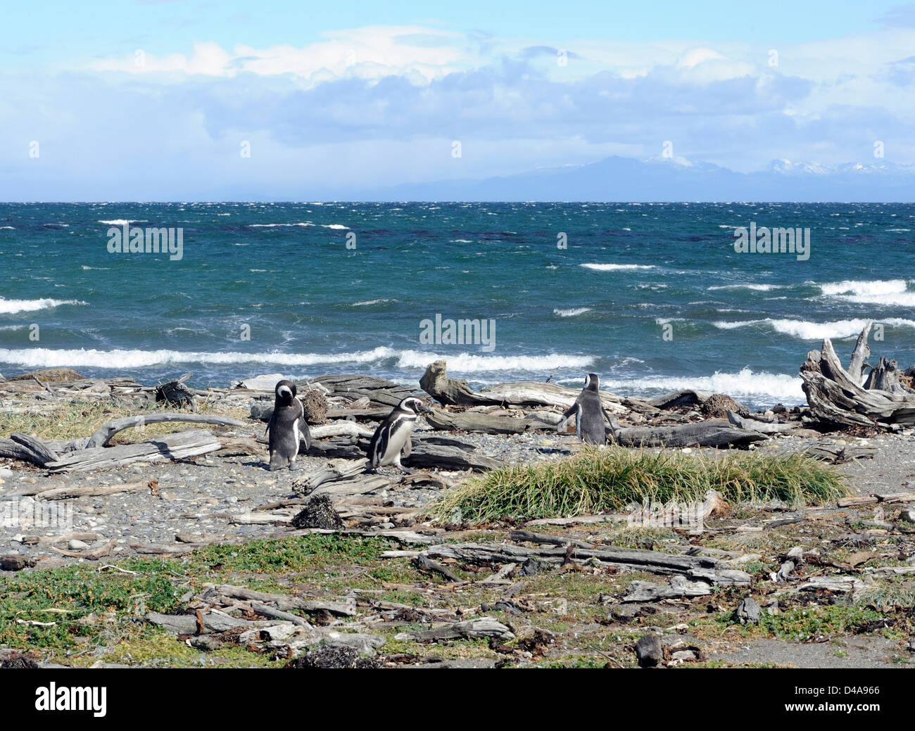 Trois Manchots de Magellan (Spheniscus magellanicus) marcher vers la mer sur la plage de leur colonie de nidification à Otway Sound. Banque D'Images