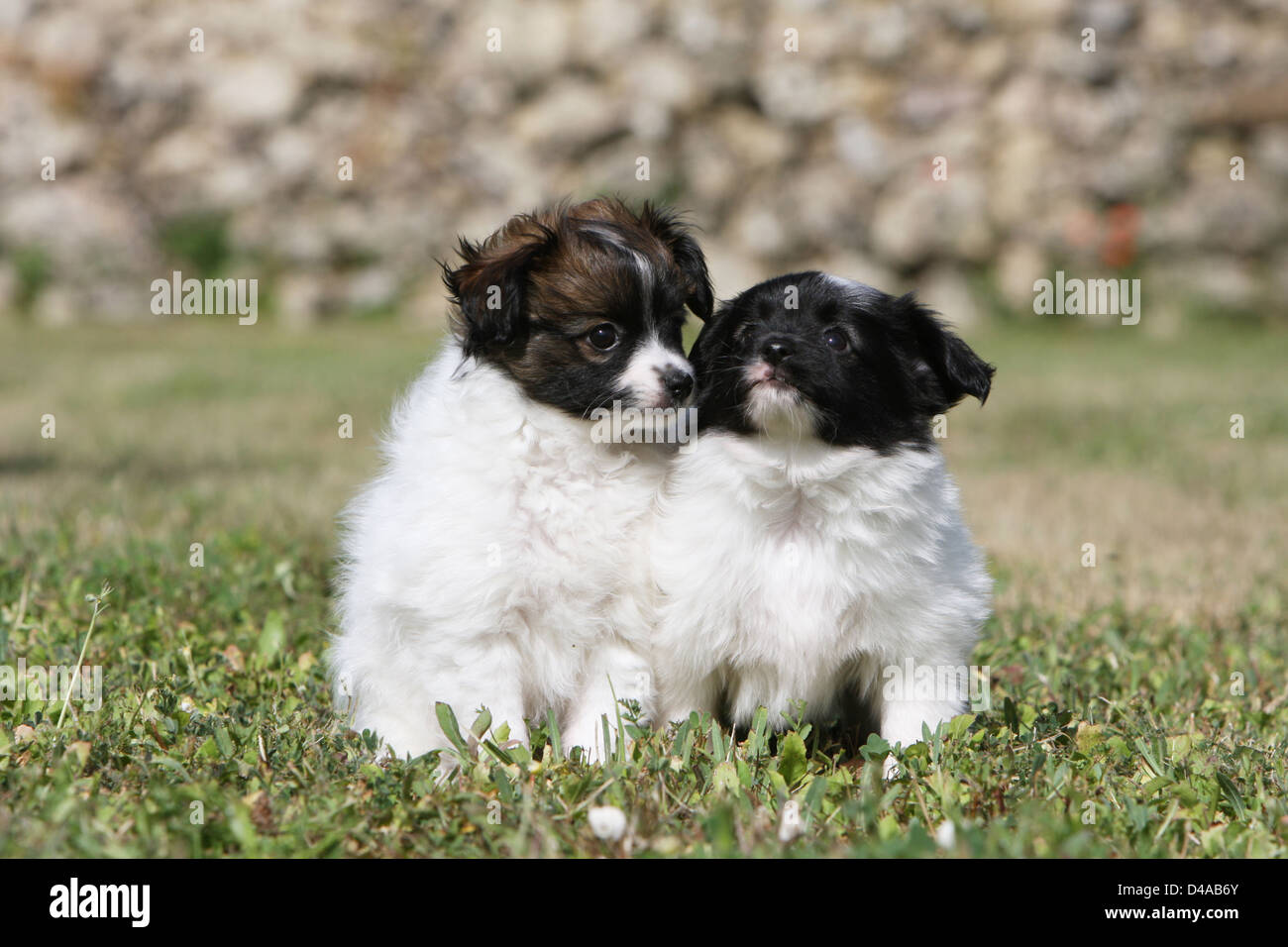 Phalène / chien jouet chien Épagneul Continental Phalene deux chiots assis dans un pré Banque D'Images