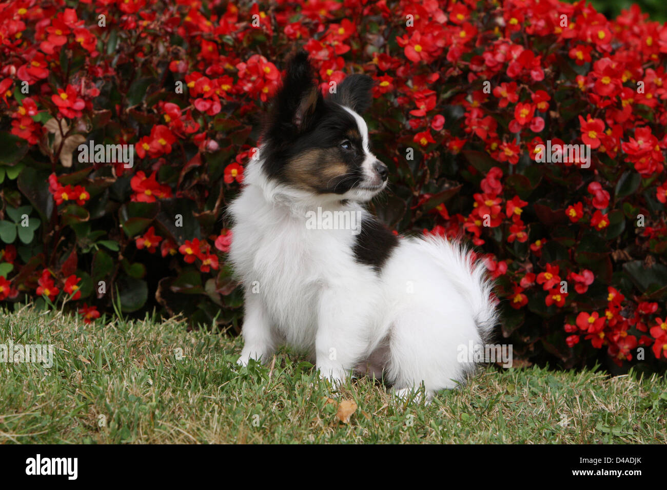 Chien Papillon Papillon Epagneul Continental Toy Dog Puppy Sitting In A Park Photo Stock Alamy