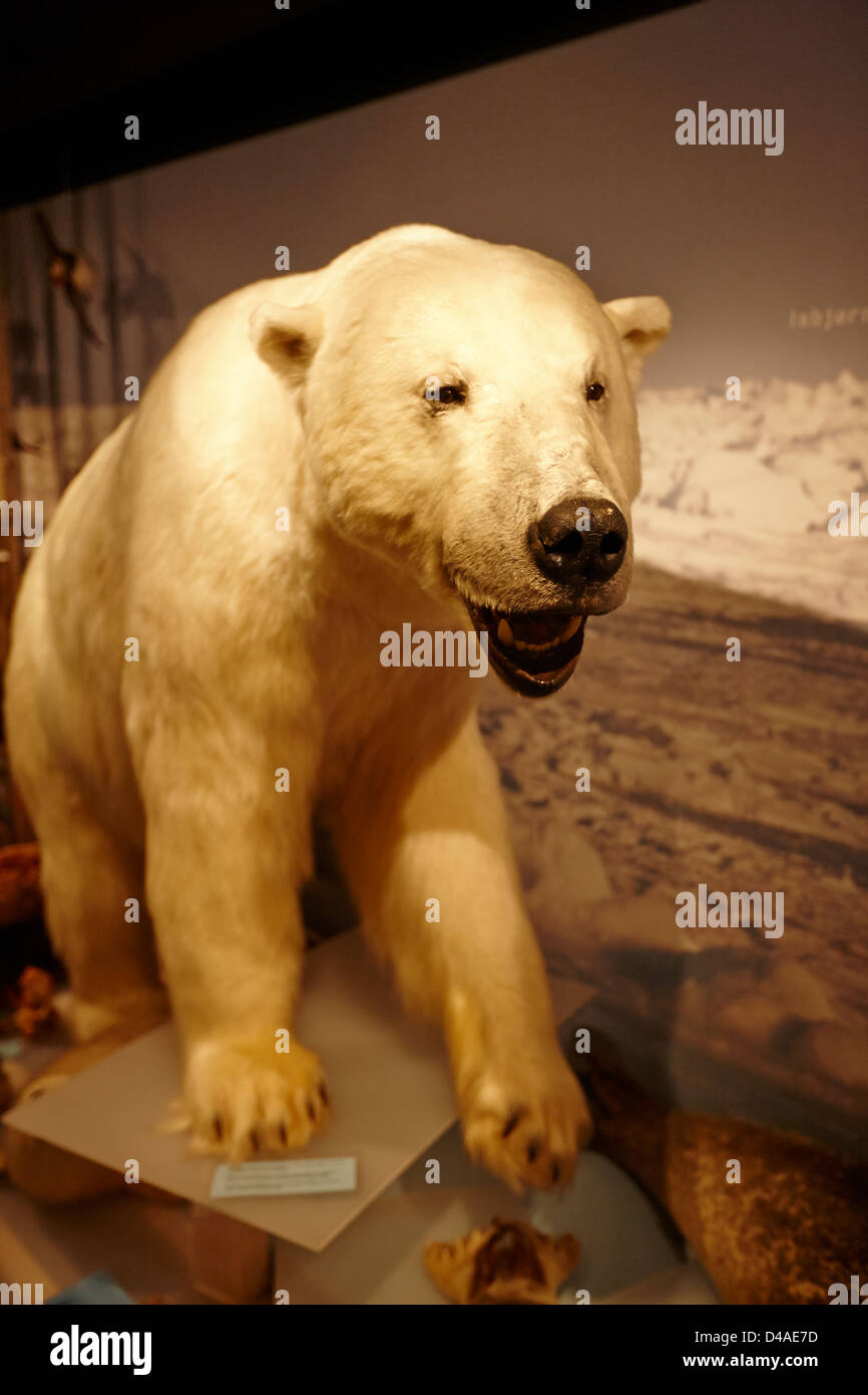 Ours polaire en peluche au musée de la Royal and Ancient polar bear society hammerfest Norvège europe Banque D'Images