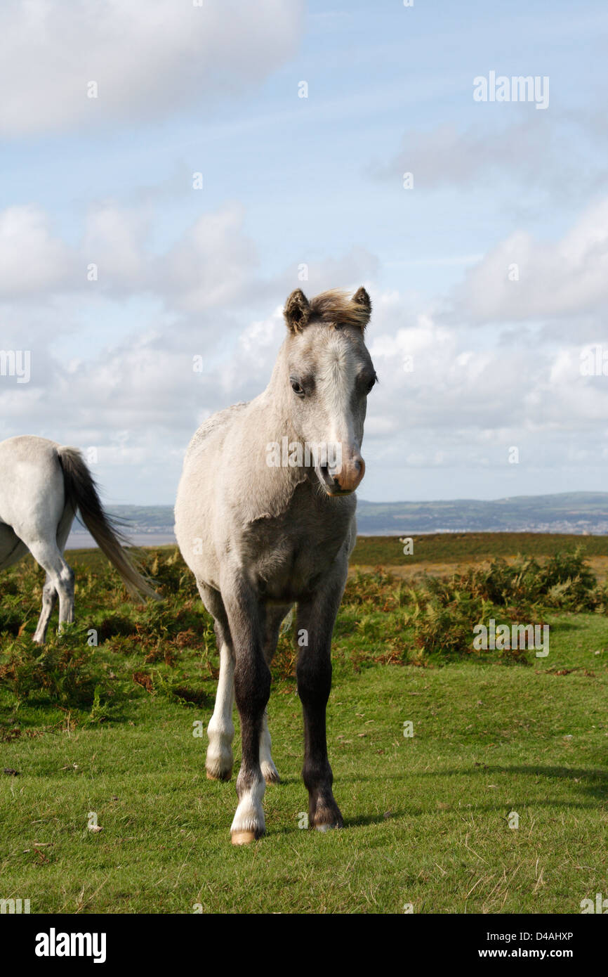 Cheval sauvage sur la péninsule de Gower au Royaume-Uni, campagne britannique poney gallois Banque D'Images