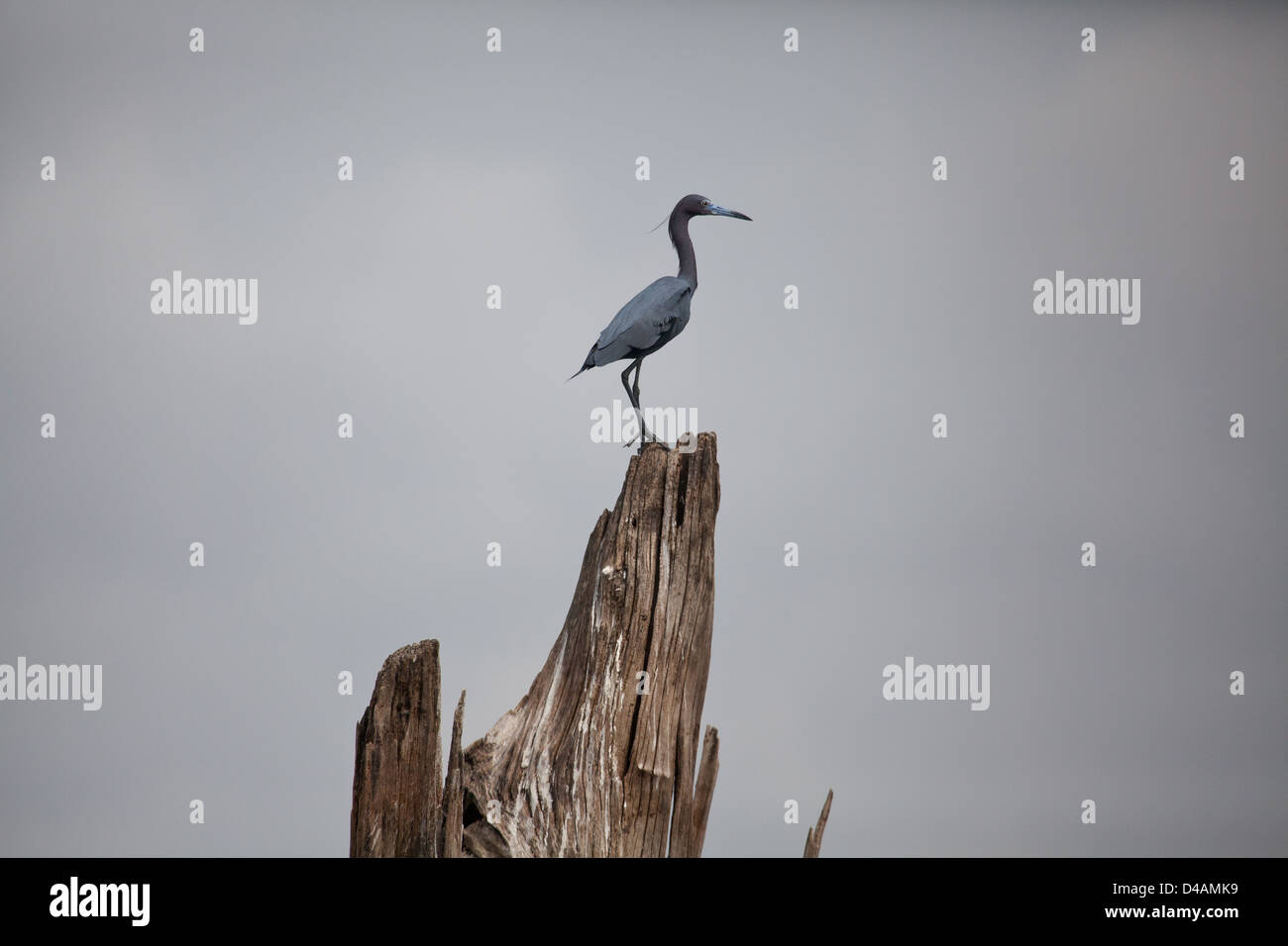 Petit Héron bleu, Egretta caeruela, à Lago Bayano, province de Panama, République du Panama. Banque D'Images