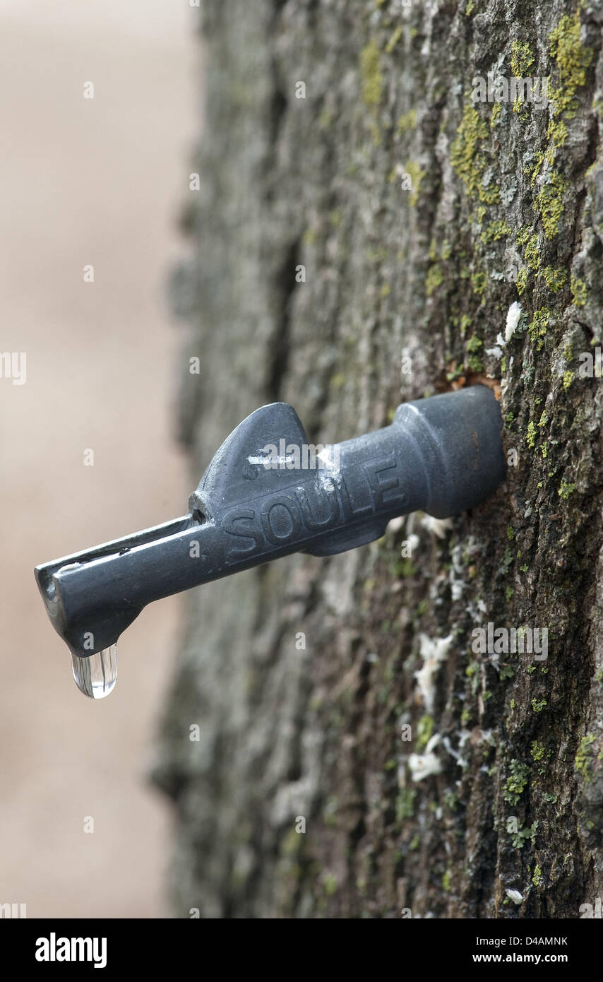 10 mars 2013 - Dexter, Michigan, États-Unis - l'eau d'érable coule d'un arbre au cours d'une visite guidée de l'érablière à Huron Meadows Metropark le dimanche. (Crédit Image : © Mark Bialek/ZUMAPRESS.com) Banque D'Images