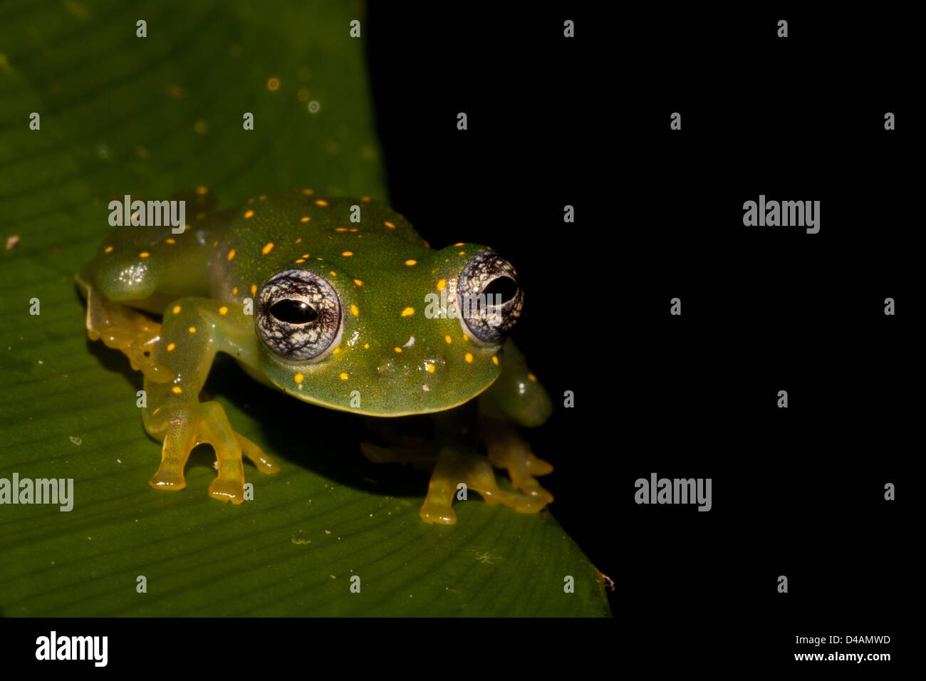 White-Spotted Frog en verre, Cochranella albomaculata, dans la réserve naturelle de Burbayar, province de Panama, République du Panama. Banque D'Images