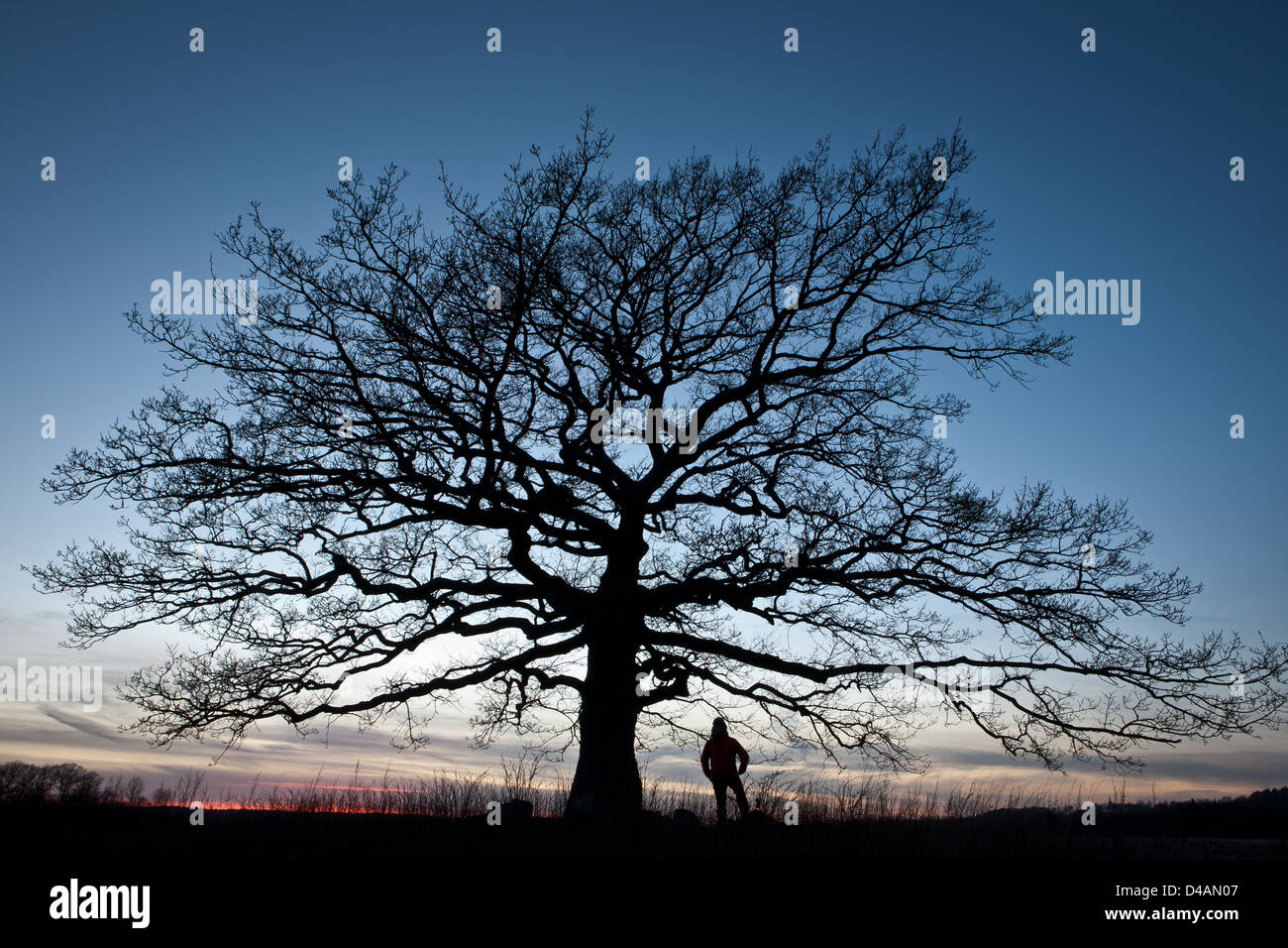 Vieux Chêne au crépuscule dans Råde kommune, Østfold fylke, la Norvège. Banque D'Images