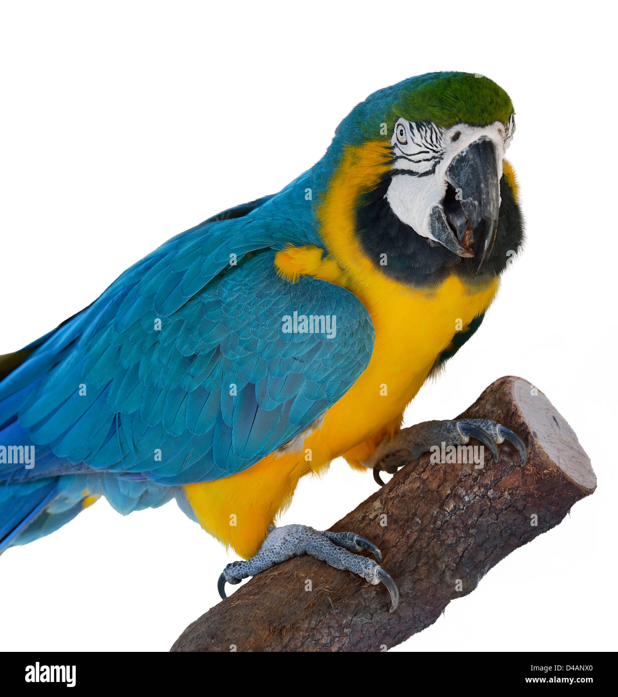 Blue Parrot Macaw colorés sur fond blanc Banque D'Images