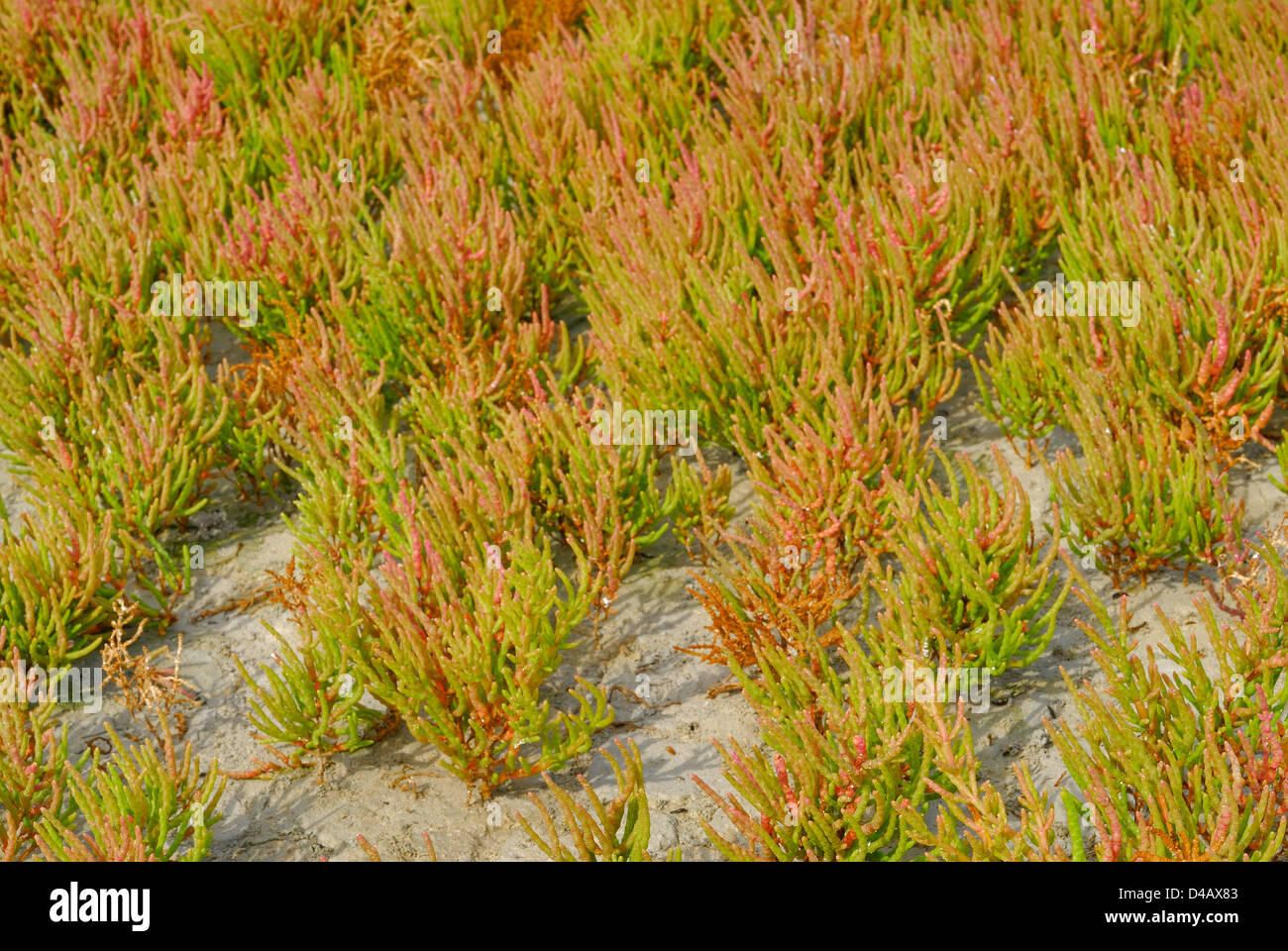 Saltwort Salicornia fruticosa, vivace, Chenopodiaceae, Putzu Idu étang, Sinis, Sardaigne, Italie Banque D'Images