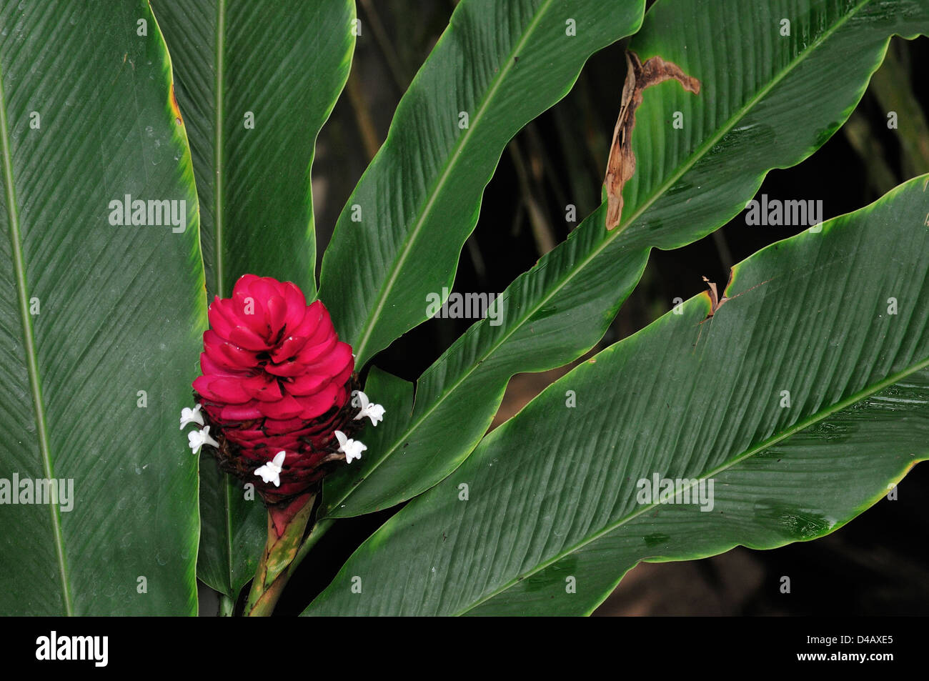 Alpinia purpurata gingembre rouge, rosso, gingembre Zingiberaceae, Bali, Indonésie, Asie Banque D'Images