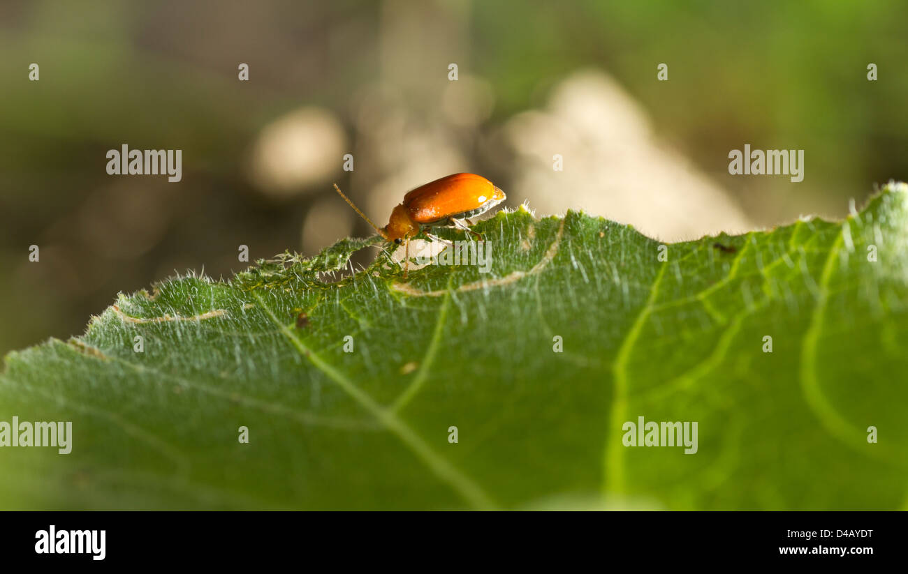 Une petite lady bird se promène sur la feuille , je visais chambre jardin à temps le soir. Banque D'Images